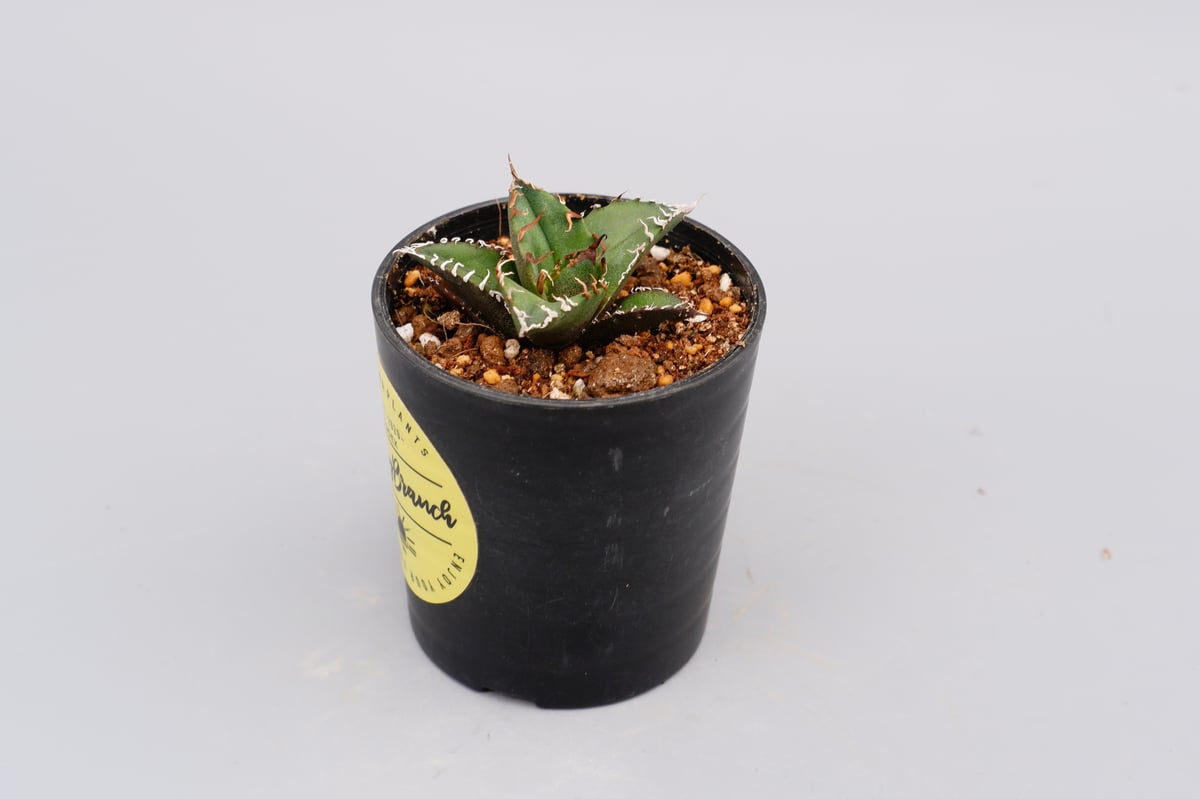 アガベ チタノタ シーザー Agave titanota caesar 095 | Sunny