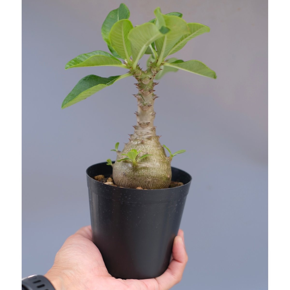 パキポディウム ウィンゾリー 実生株 065 Pachypodium windsorii |