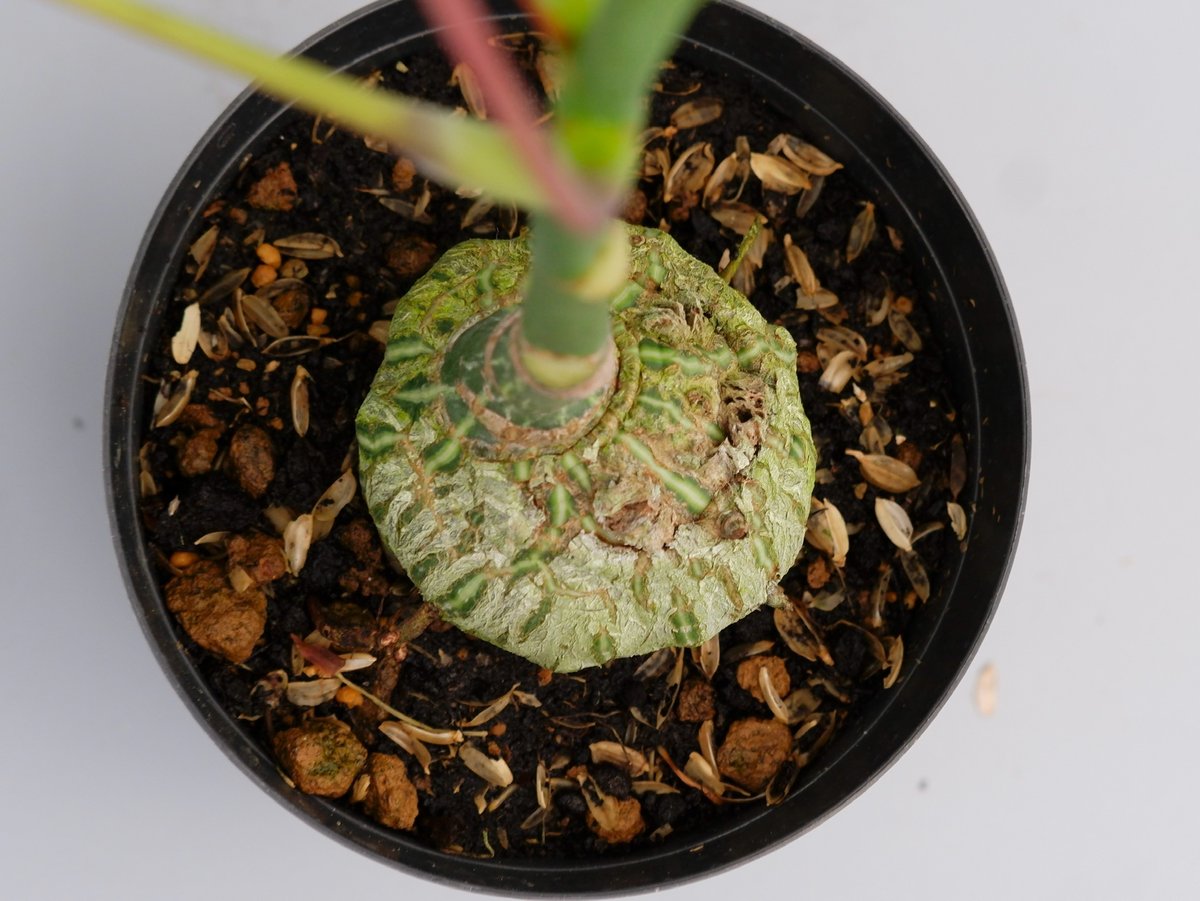 まんまる型 プセウド ボンバックス 021 Pseudobombax ellipticum |