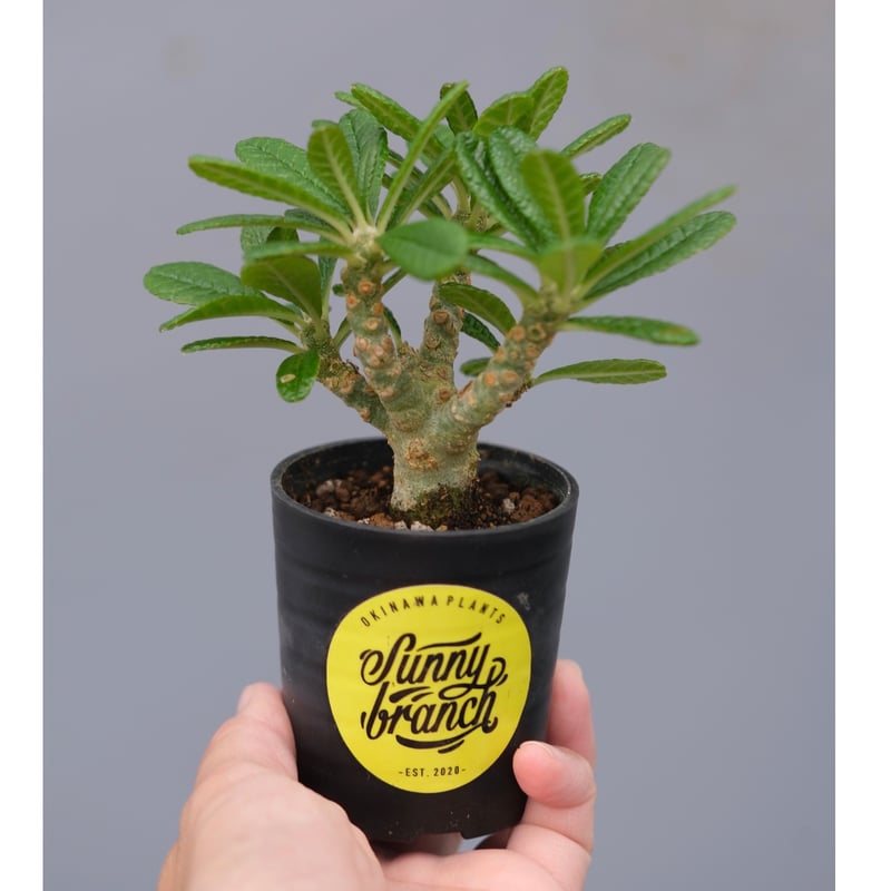 ドルステニア ギガス042 Dorstenia gigas | Sunny Branch
