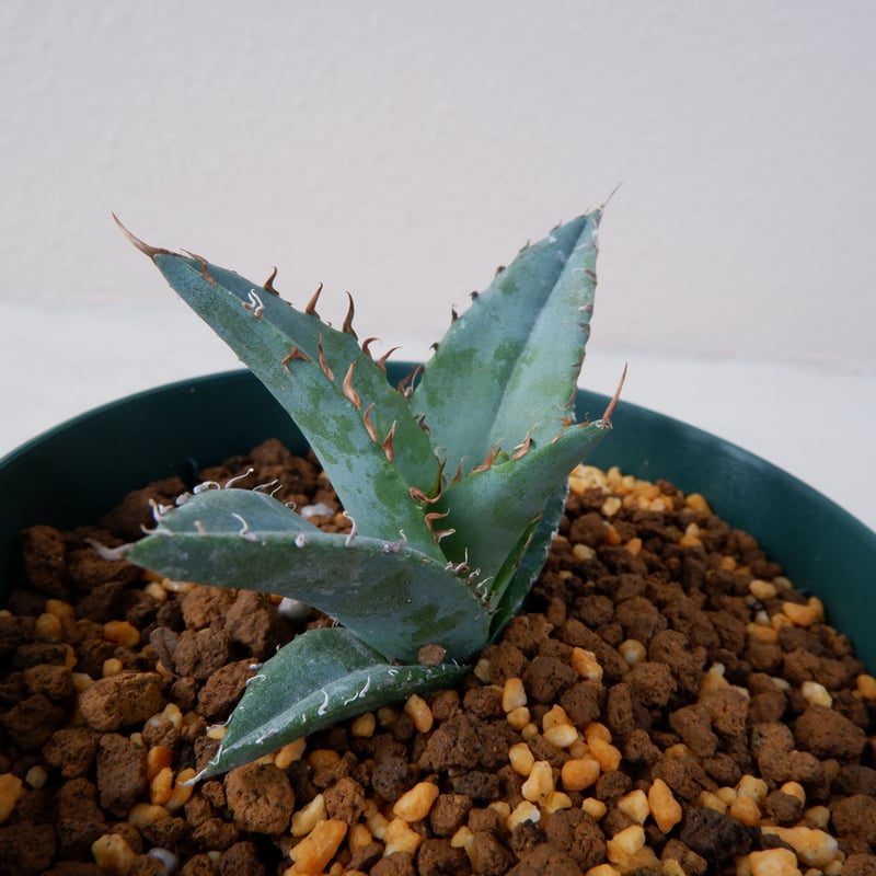 アガベ チタノタ ブルー 実生③