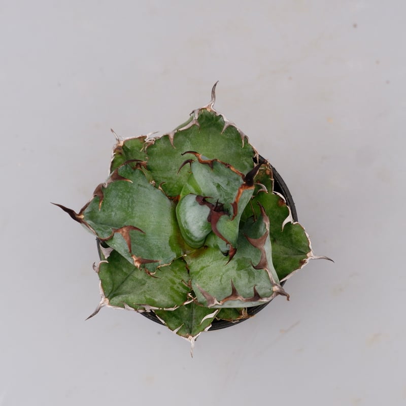 アガベ チタノタ ブラックアンドブルー Agave titanota BB 094 | Sun