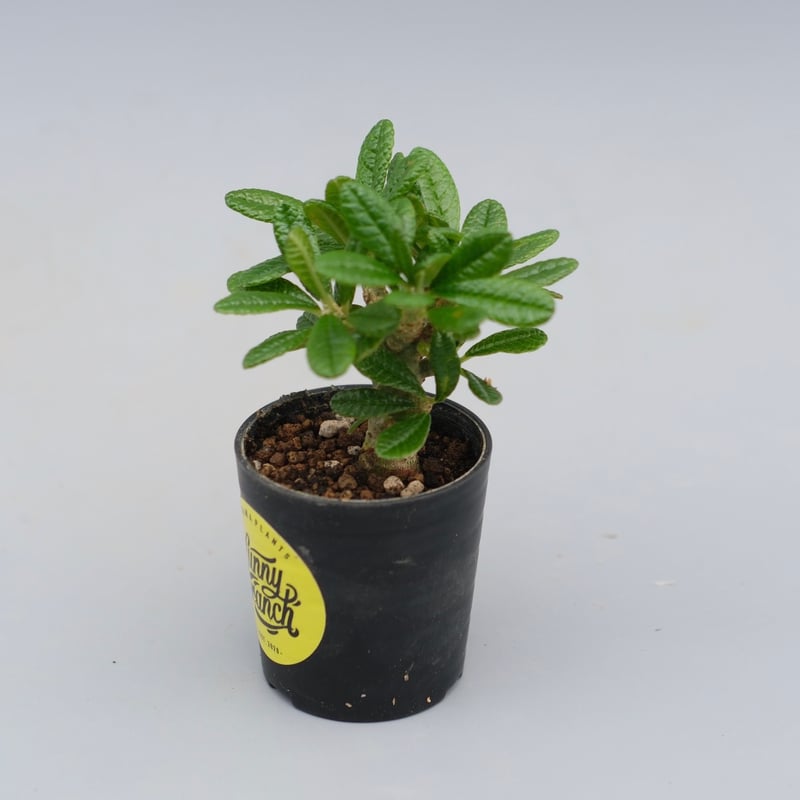 ドルステニア ギガス044 Dorstenia gigas | Sunny Branch
