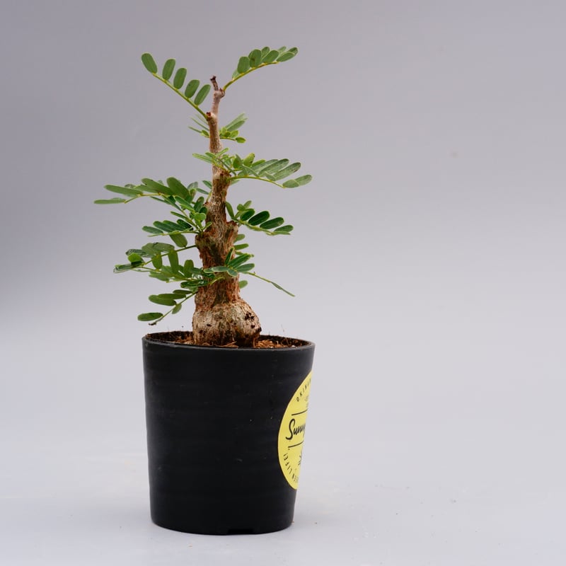 センナ メリディオナリス 実生株 Senna meridionalis 001 | Sunny