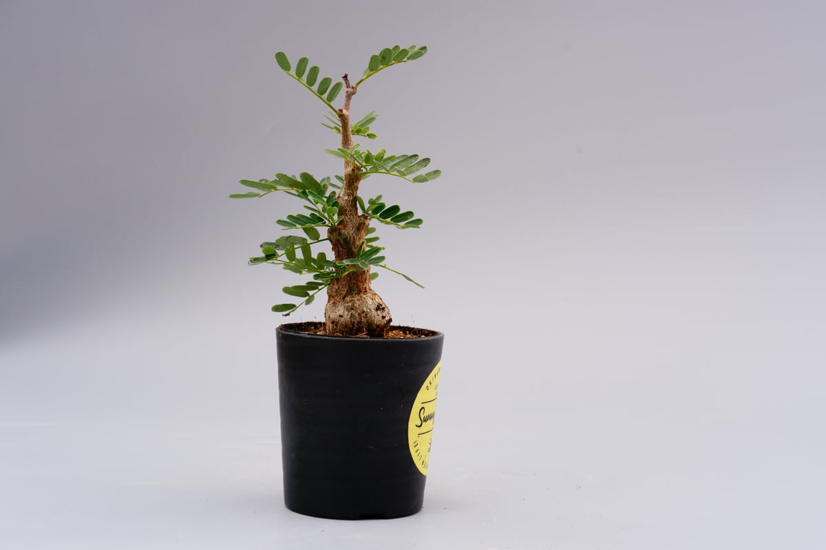 センナ メリディオナリス 実生株 Senna meridionalis 001 | Sunny