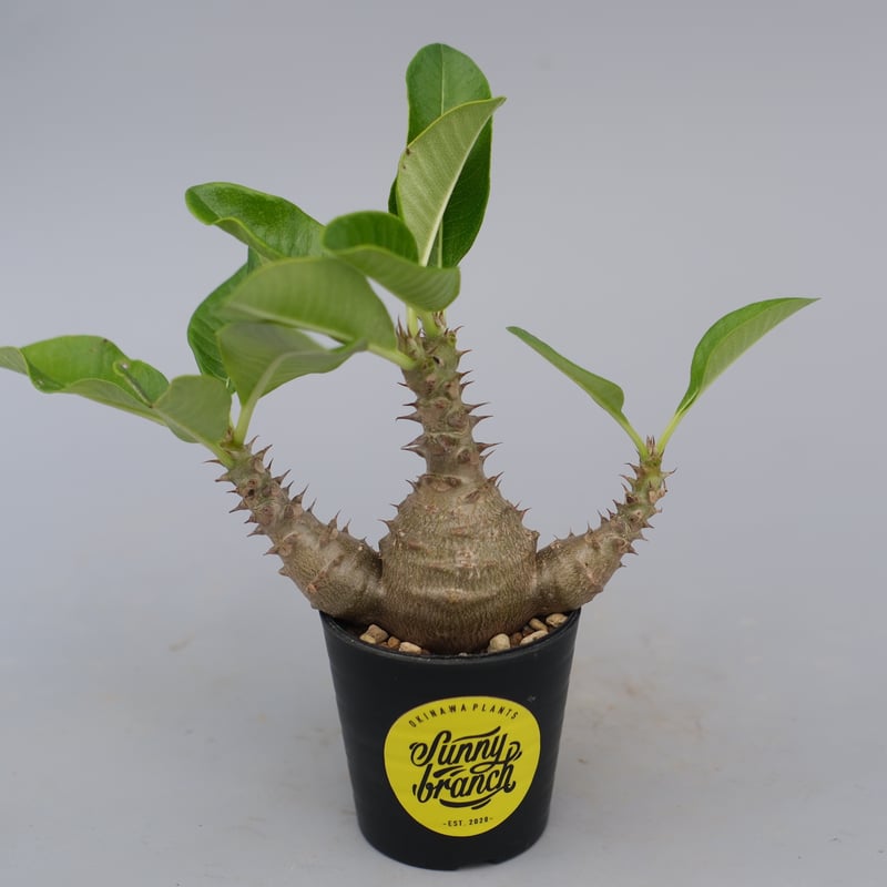 パキポディウム ウィンゾリー 実生株 074 Pachypodium windsorii |