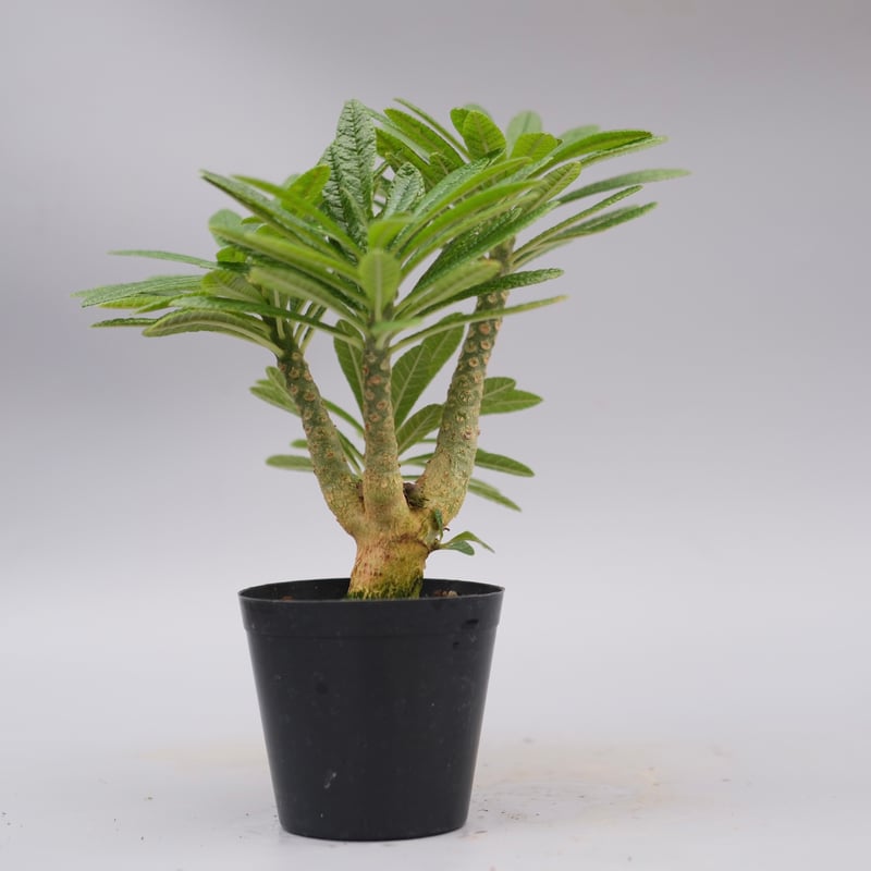 ドルステニアギガス ドルステニア ギガス059 Dorstenia gigas | Sunny Branch