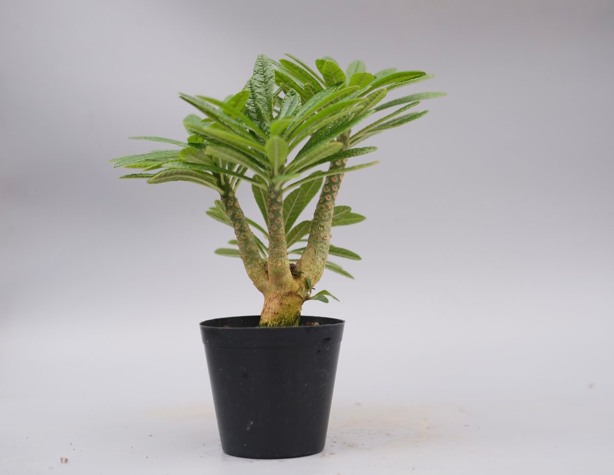 ドルステニア ギガス059 Dorstenia gigas | Sunny Branch