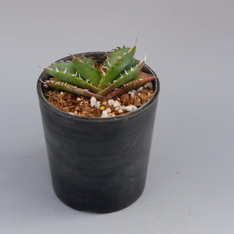 アガベ オテロイ 実生株 Agave oteroi seeding 072 | Sunny