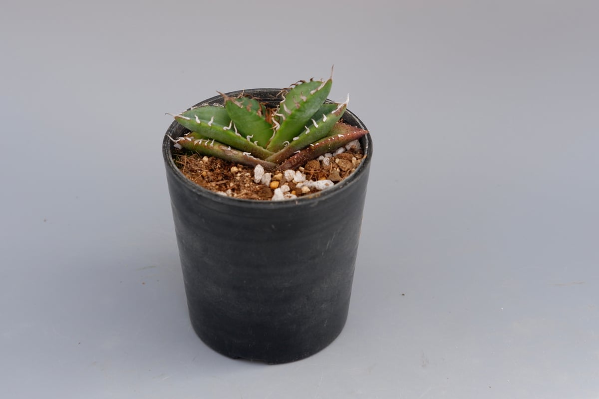アガベ オテロイ 実生株 Agave oteroi seeding 072 | Sunny