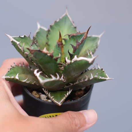 redcatweezle | STORES