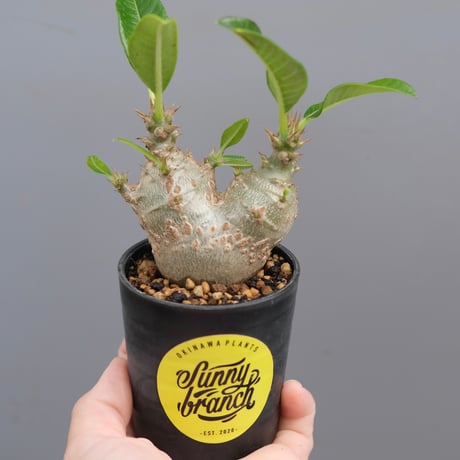 パキポディウムウィンゾリー | STORES