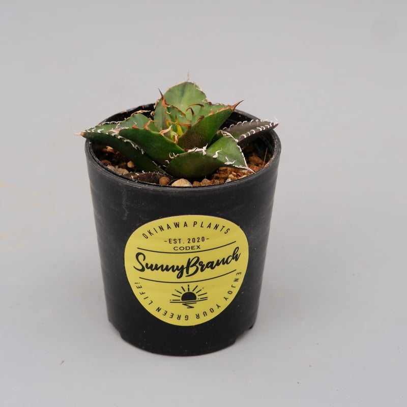 アガベ チタノタ シーザー Agave titanota caesar 103 | Sunny