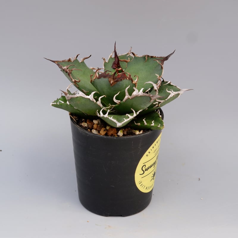 アガベ チタノタ シーザー Agave titanota caesar 146 | Sunny