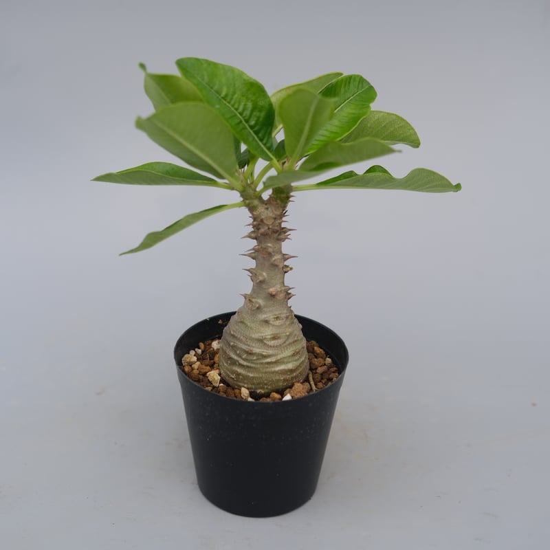 パキポディウム ウィンゾリー 実生株 076 Pachypodium windsorii |