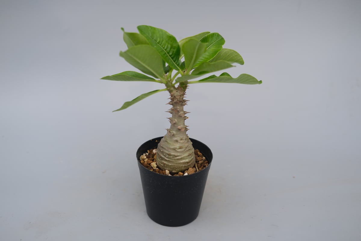 パキポディウム ウィンゾリー 実生株 076 Pachypodium windsorii |