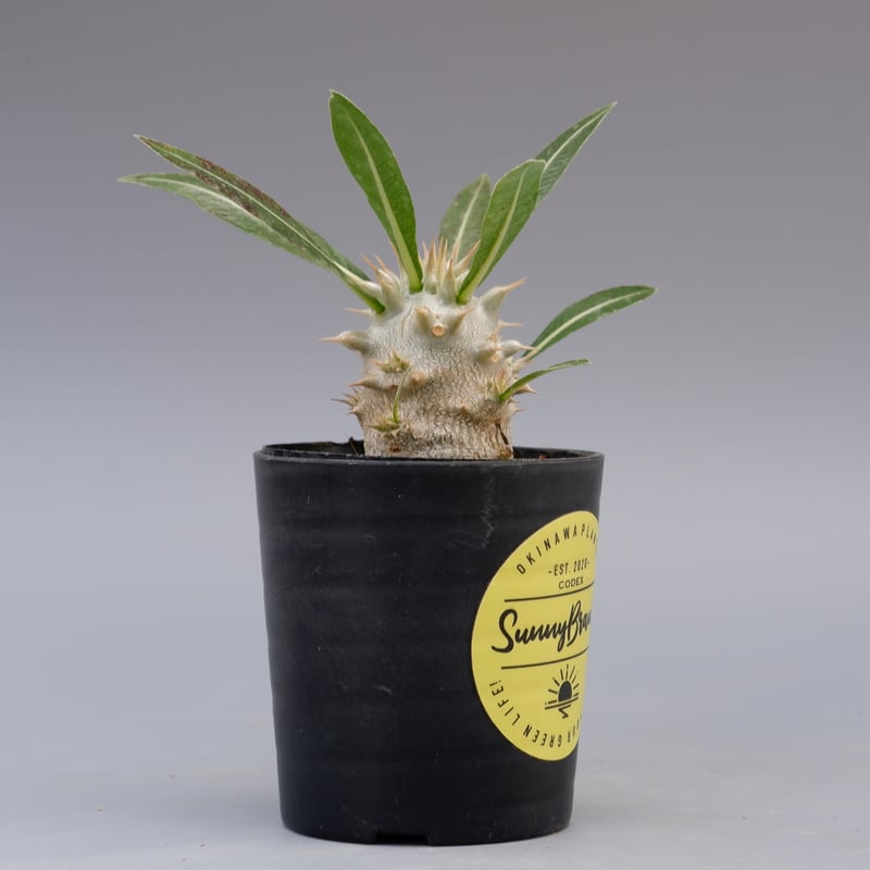 パキポディウム　ロスラーツム　実生 パキポディウム ロスラーツム 実生株 012 Pachypodium rosulatum