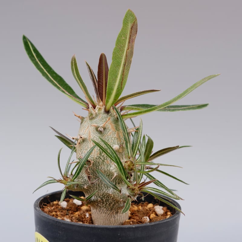 パキポディウム カクチペス 実生株 001 Pachypodium cactuses パキポディウム カクチペス 実生株 001 Pachypodium cactuses