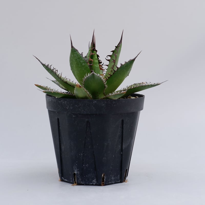 アガベ ホリダ 016 Agave horrida 強棘 | Sunny Branch アガベ ホリダ 016 Agave horrida 強棘 | Sunny Branch
