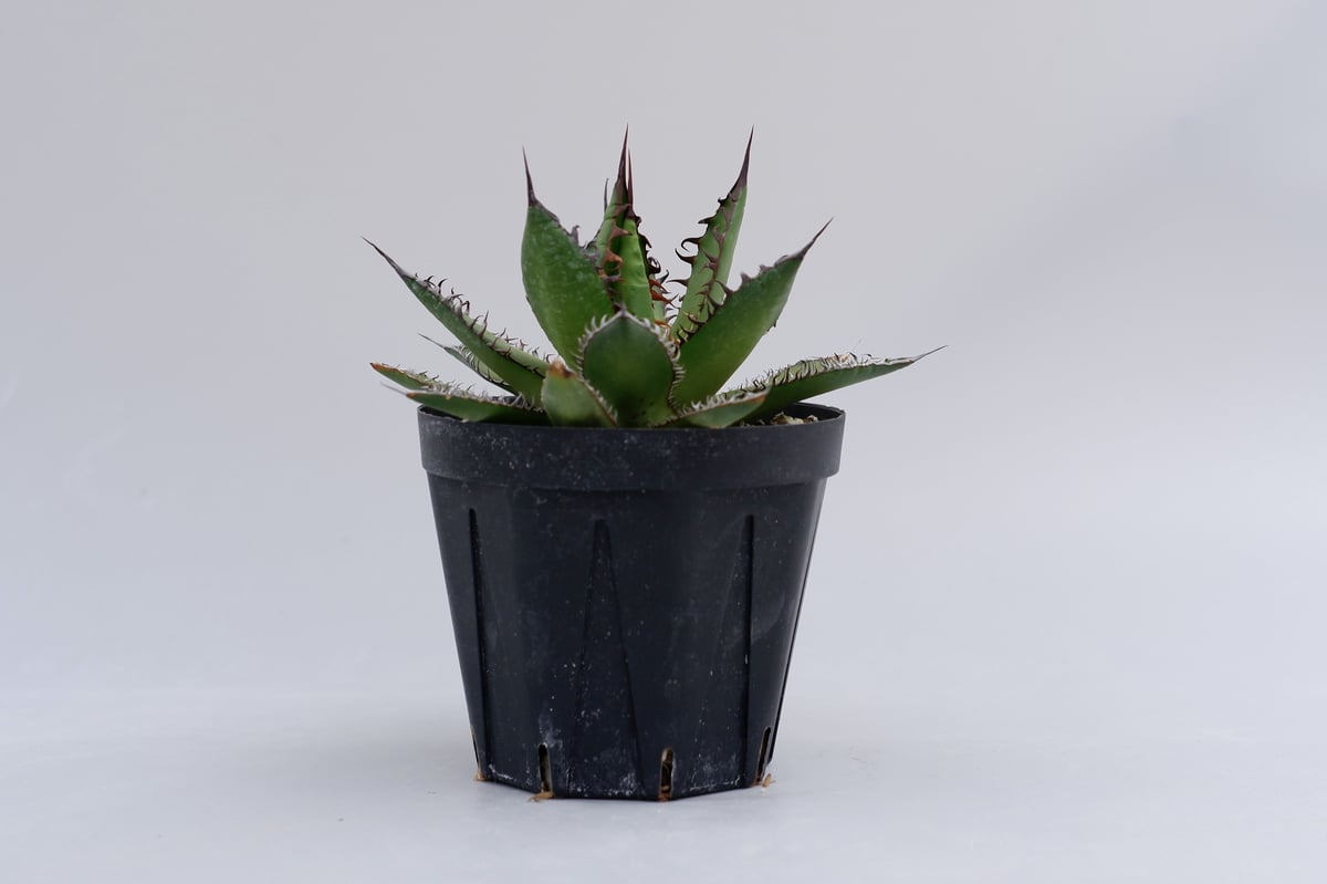 アガベ ホリダ 016 Agave horrida 強棘 | Sunny Branch アガベ ホリダ 016 Agave horrida 強棘 | Sunny Branch