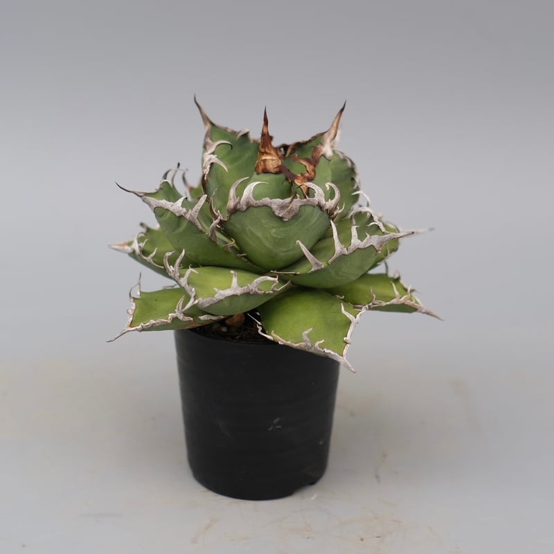 アガベ チタノタ シーザー Agave titanota caesar 171 | Sunny