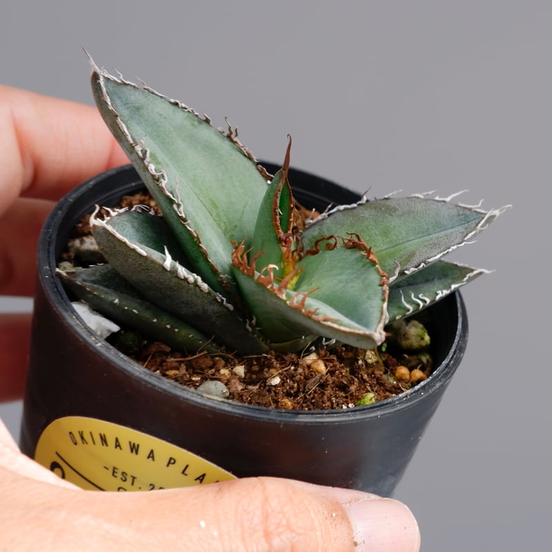 アガベ オテロイ実生株　2021 アガベ オテロイ 実生株 Agave oteroi seeding 047 | Sunny