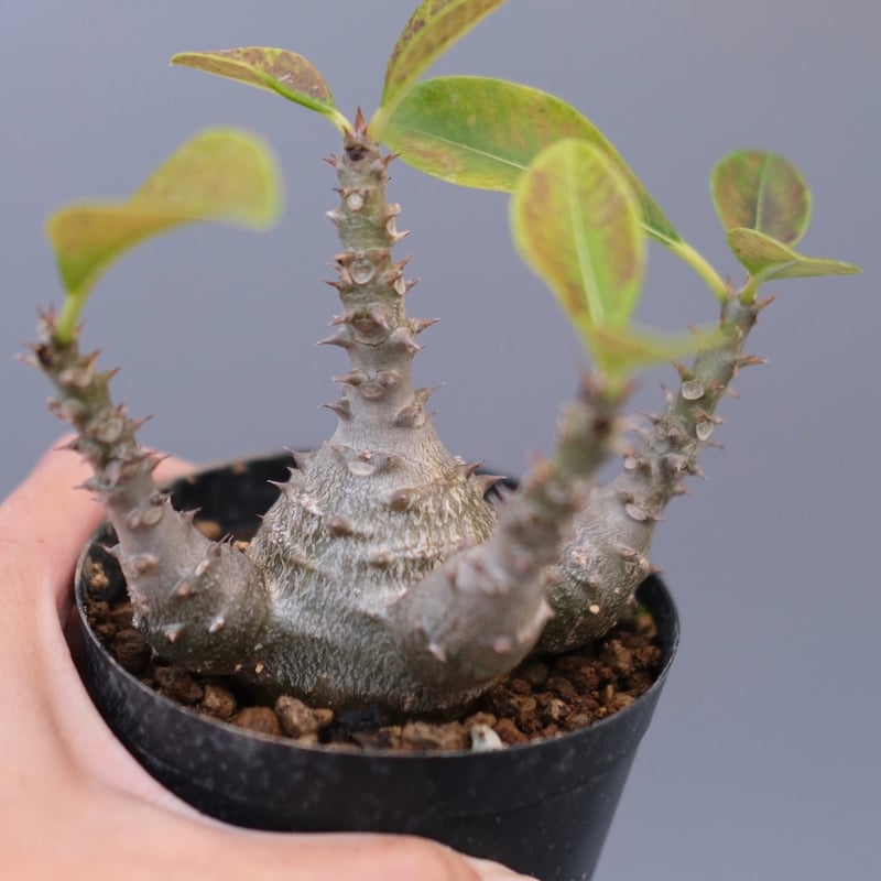 ウィンゾリー パキポディウム 国内実生株2 パキポディウム ウィンゾリー 【実生】GM2402214 | RAFLUM / ラフラム