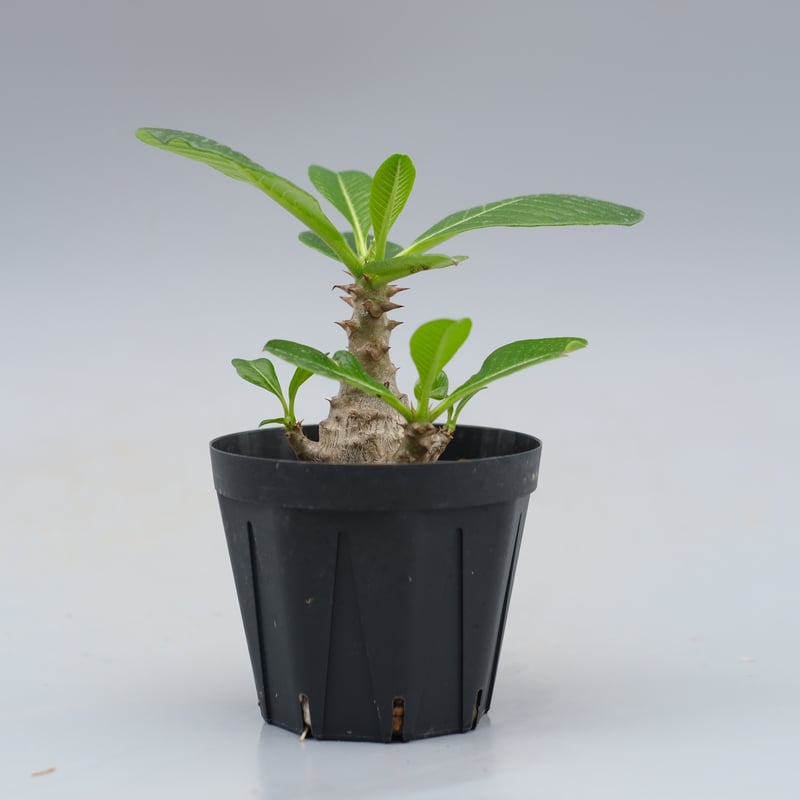 パキポディウム ウィンゾリー 実生株 040 Pachypodium windsorii |