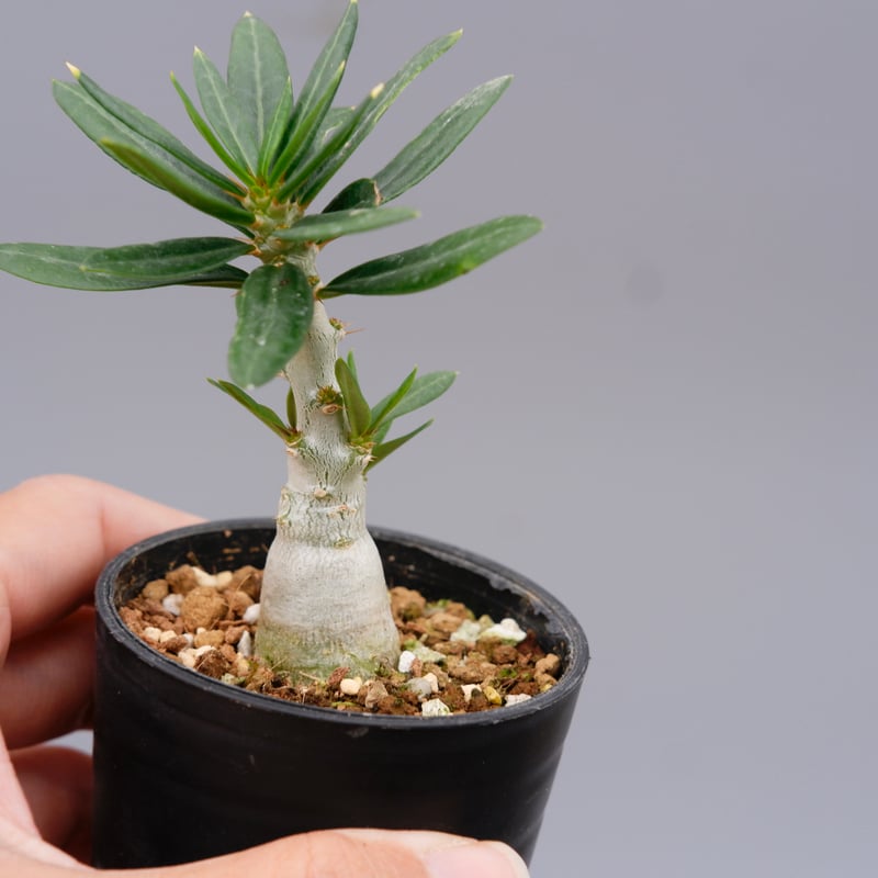パキポディウム ビスピノーサム Pachypodium bispinosum 007 | Su
