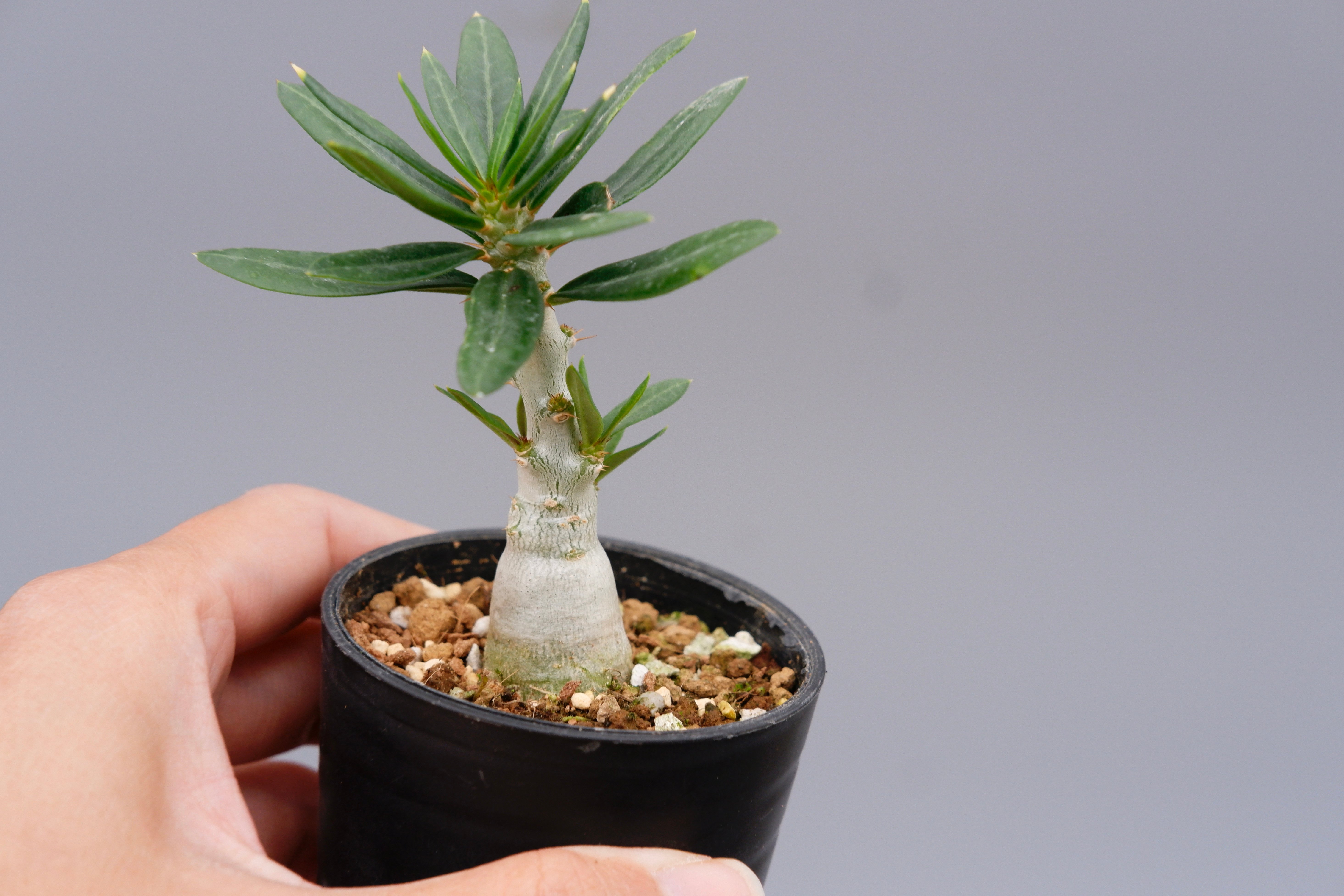 パキポディウム ビスピノーサム Pachypodium bispinosum 007 | Su
