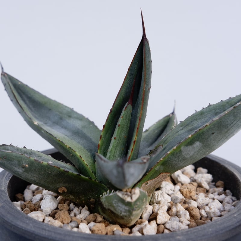 アガベ　シャークバイト子株　シャークスキン Yahoo!オークション - アガベ ' シャークバイト' Agave ' Shark