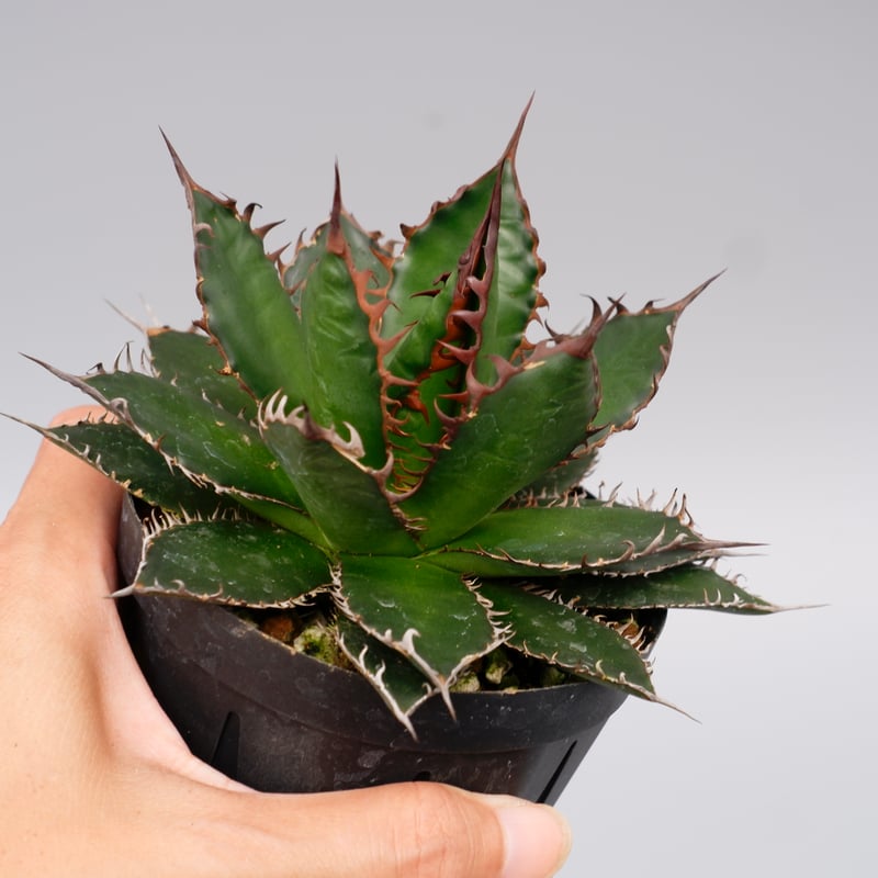 アガベ ホリダ 044 Agave horrida 強棘 | Sunny Branch
