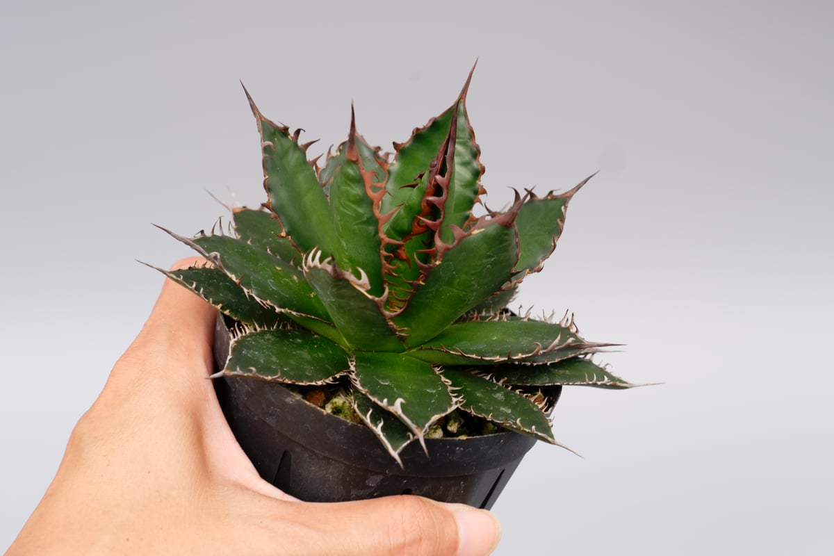 アガベ ホリダ 044 Agave horrida 強棘 | Sunny Branch