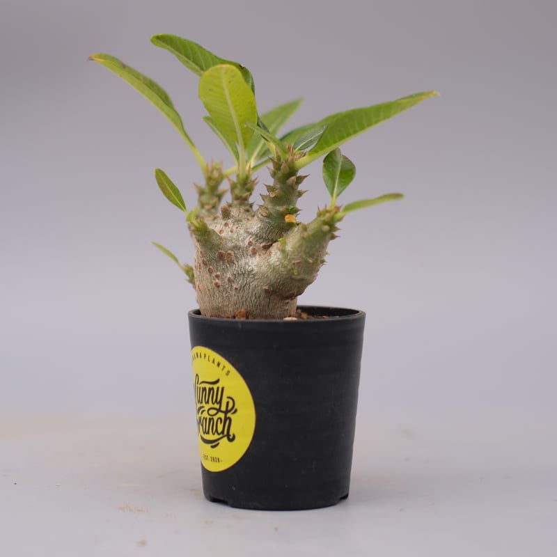 パキポディウム ウィンゾリー 実生株 101 Pachypodium windsorii |