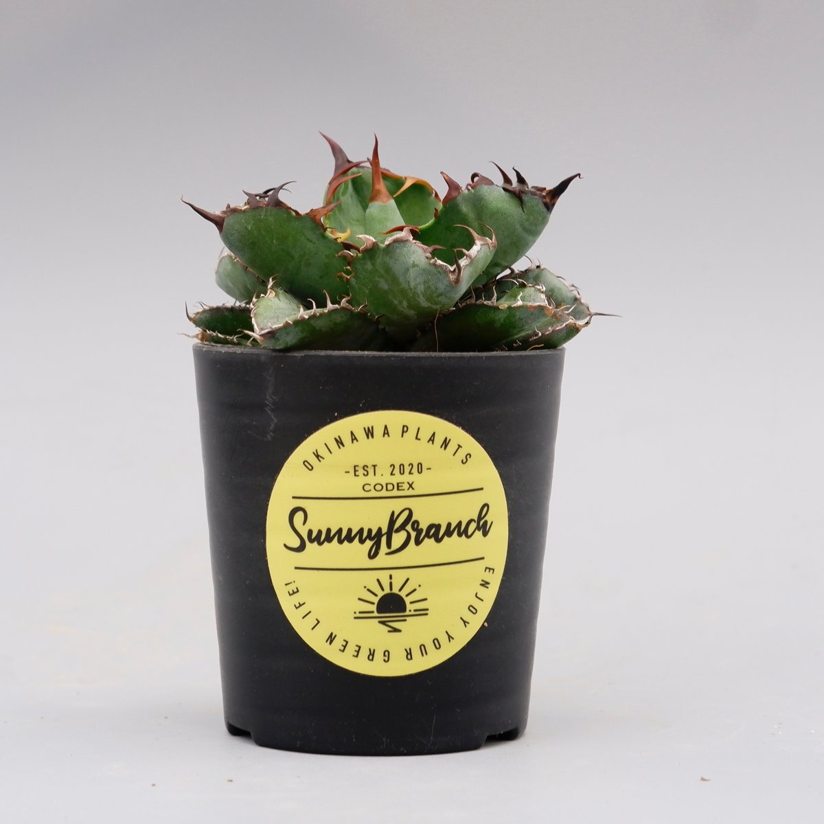 アガベ チタノタ ブラックアンドブルー Agave titanota BB 072 | Sun