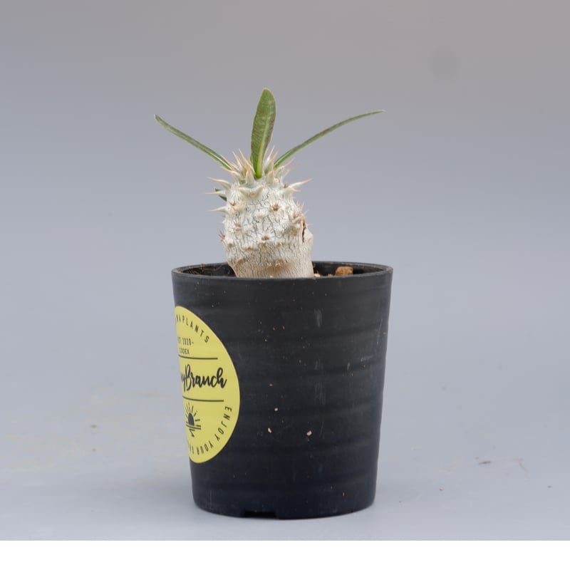 パキポディウム ホロンベンセ 実生株 002 Pachypodium horombense |
