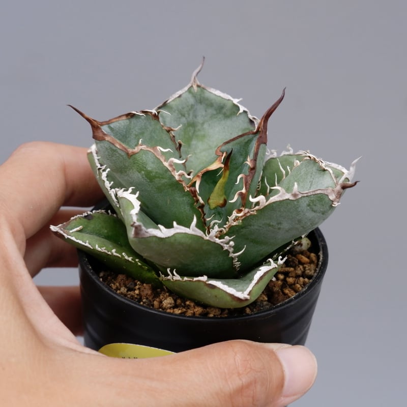 アガベ チタノタ 白鯨 Agave titanota white whale 183 | Su