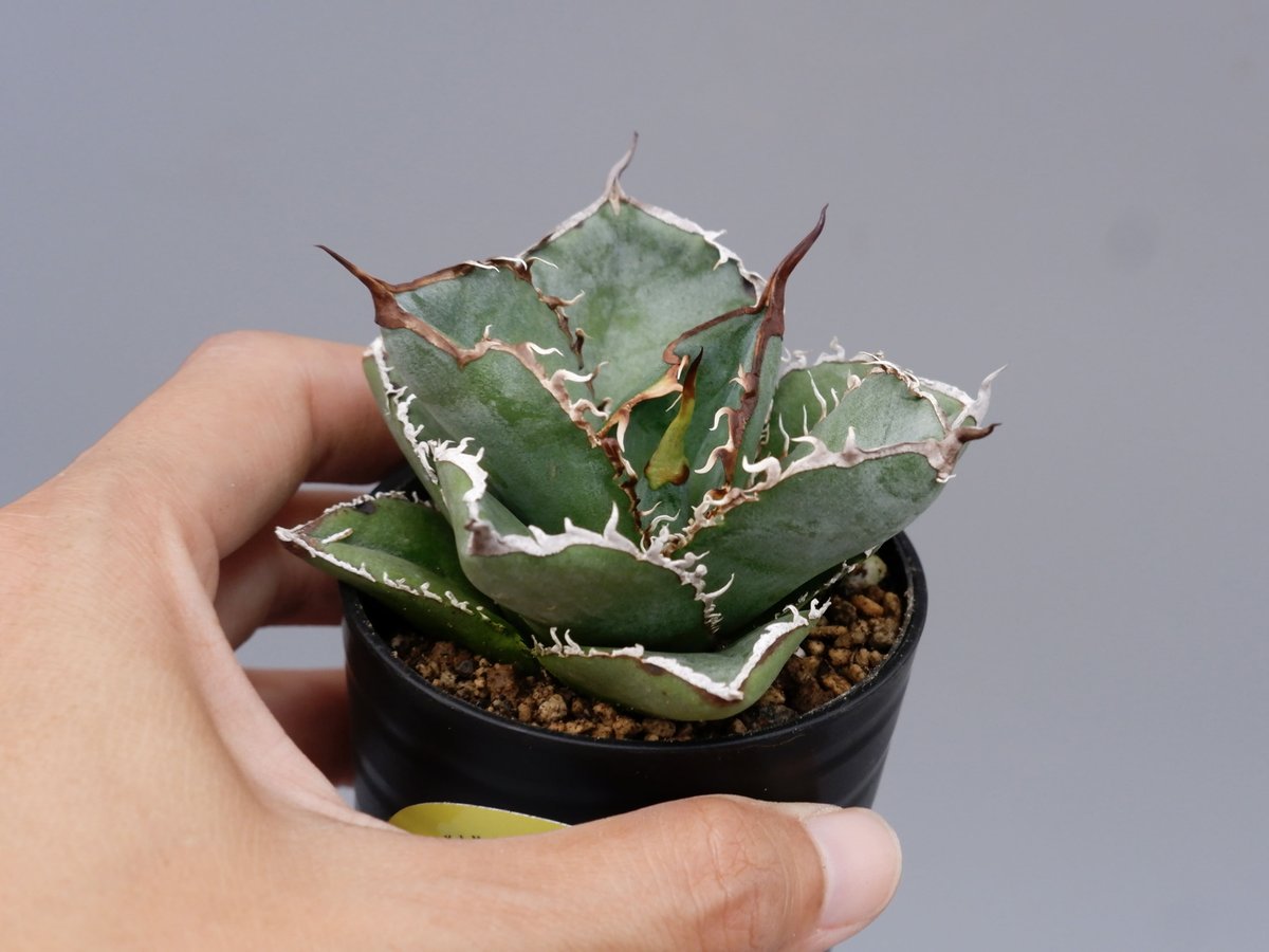 アガベ チタノタ 白鯨 Agave titanota white whale 183 | Su