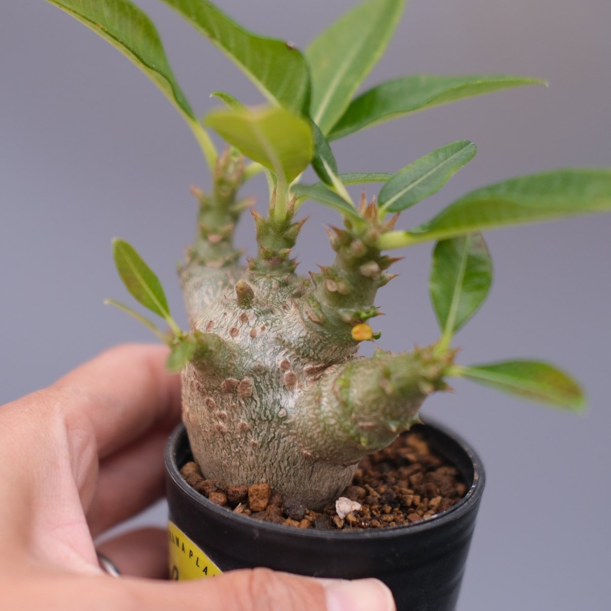 パキポディウム ウィンゾリー 実生株 101 Pachypodium windsorii |
