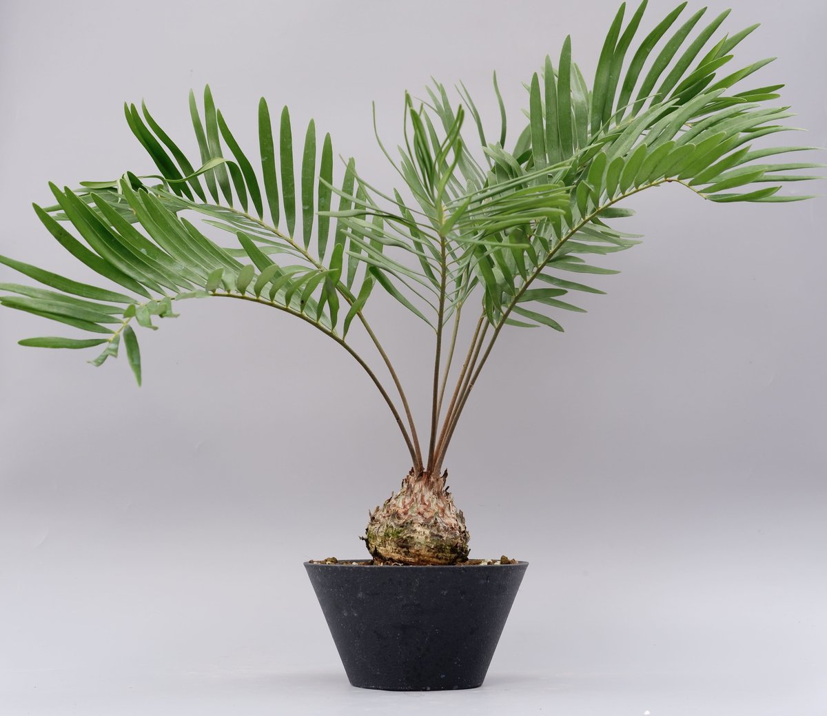 ザミア フロリダーナ 005 Zamia floridana 蘇鉄 | Sunny Branch