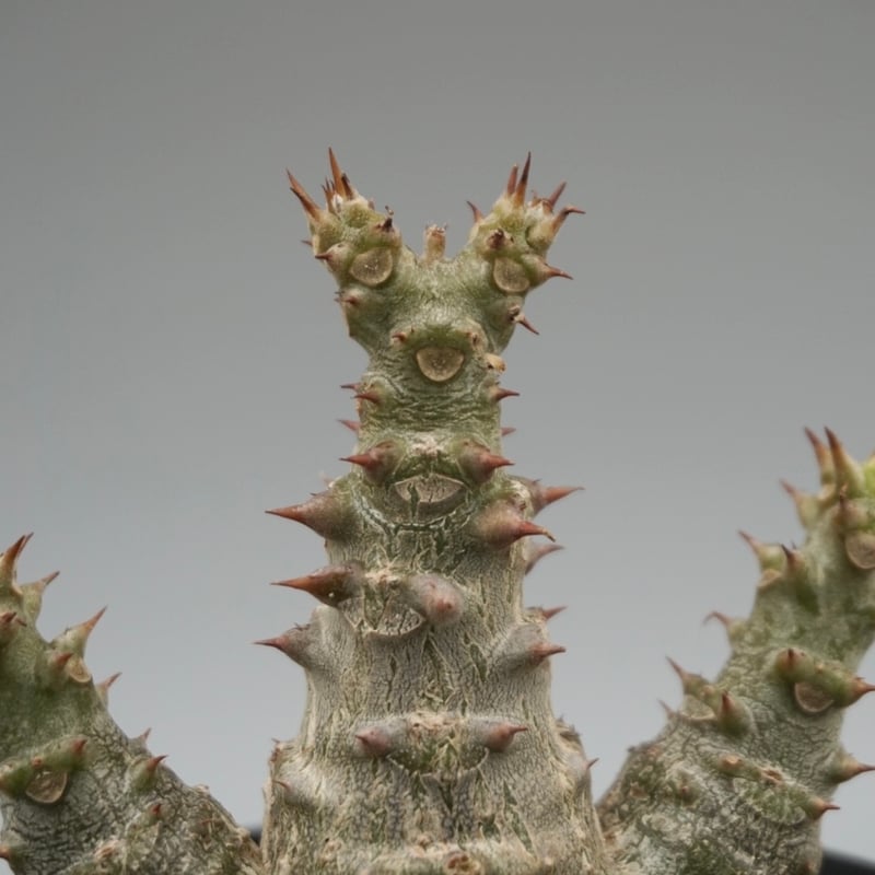 パキポディウム ウィンゾリー 実生株 025 Pachypodium windsorii |