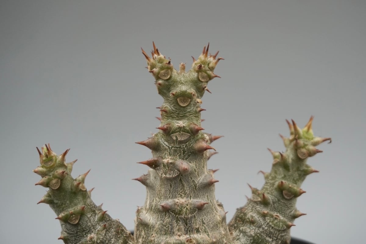 パキポディウム ウィンゾリー Pachypodium windsorii 実生② パキポディウム ウィンゾリー 実生株 120 Pachypodium windsorii |