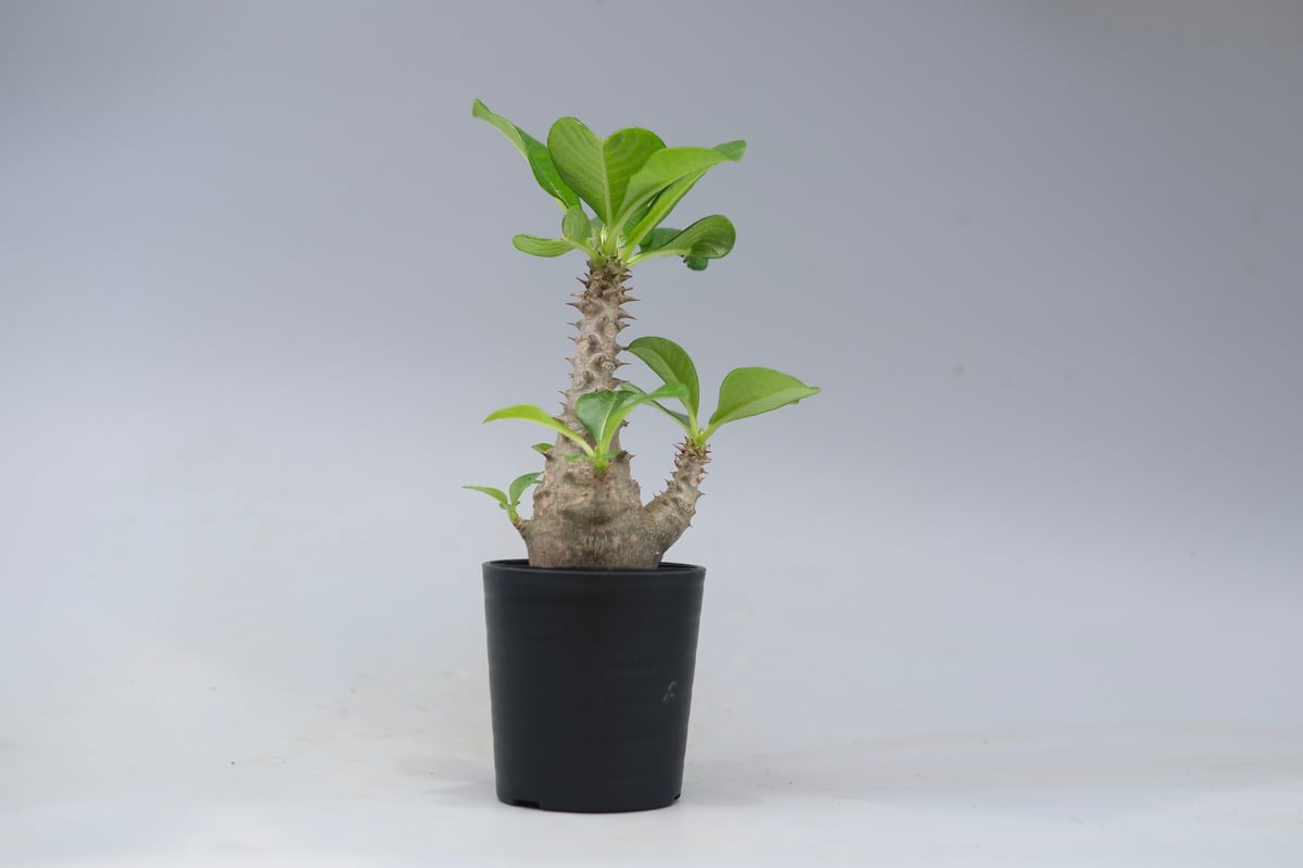 パキポディウム ウィンゾリー 実生株 055 Pachypodium windsorii |