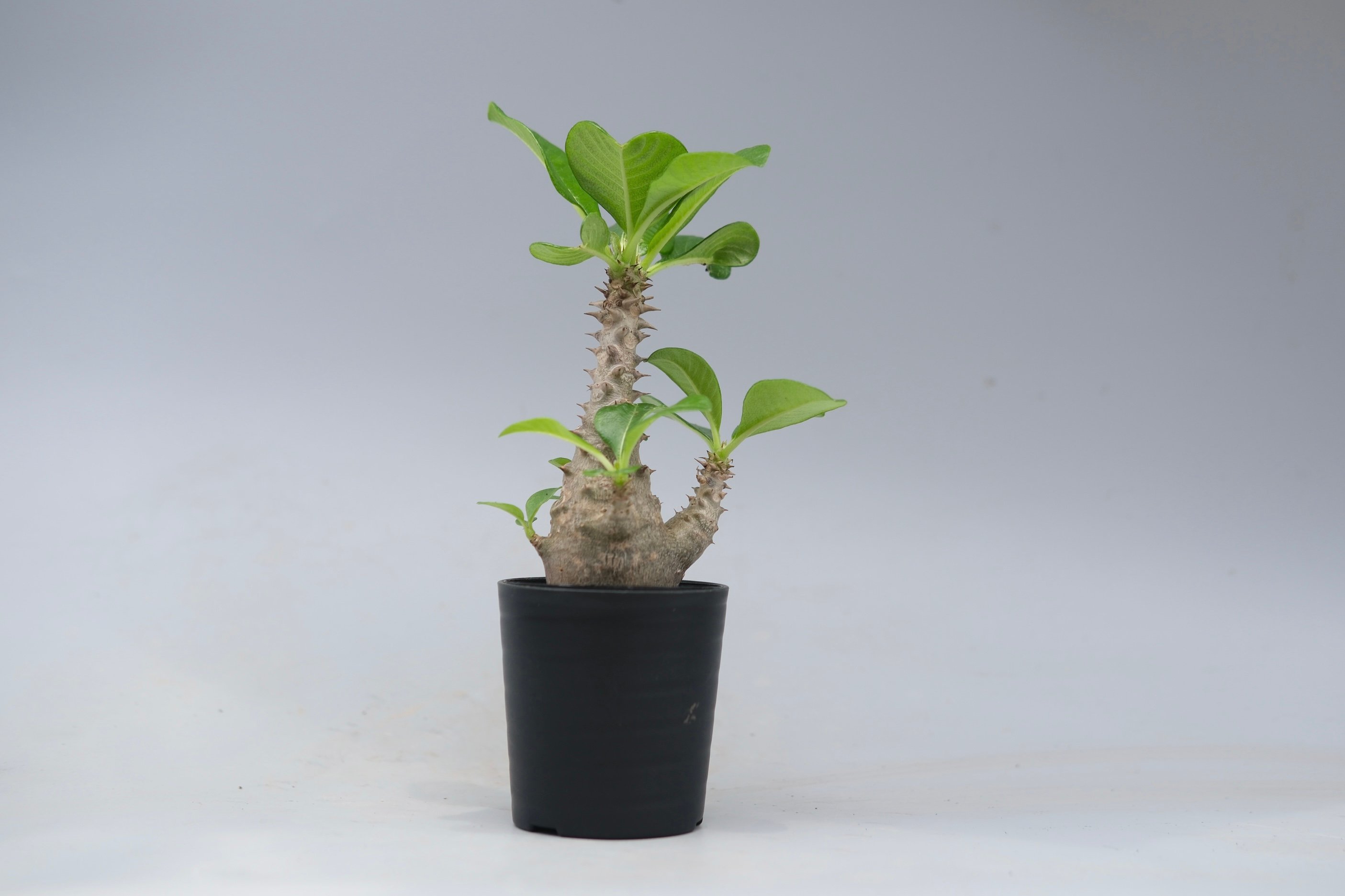 パキポディウム ウィンゾリー 実生株 055 Pachypodium windsorii |