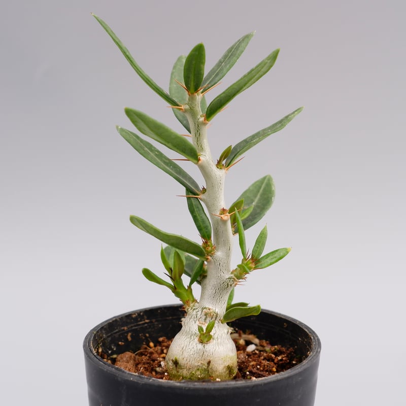 パキポディウム ビスピノーサム Pachypodium bispinosum 002 | Su