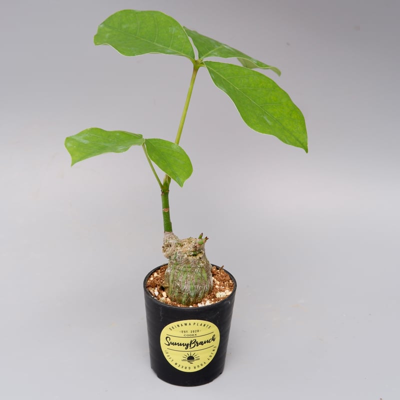 プセウド ボンバックス 013 Pseudobombax ellipticum | Sunny