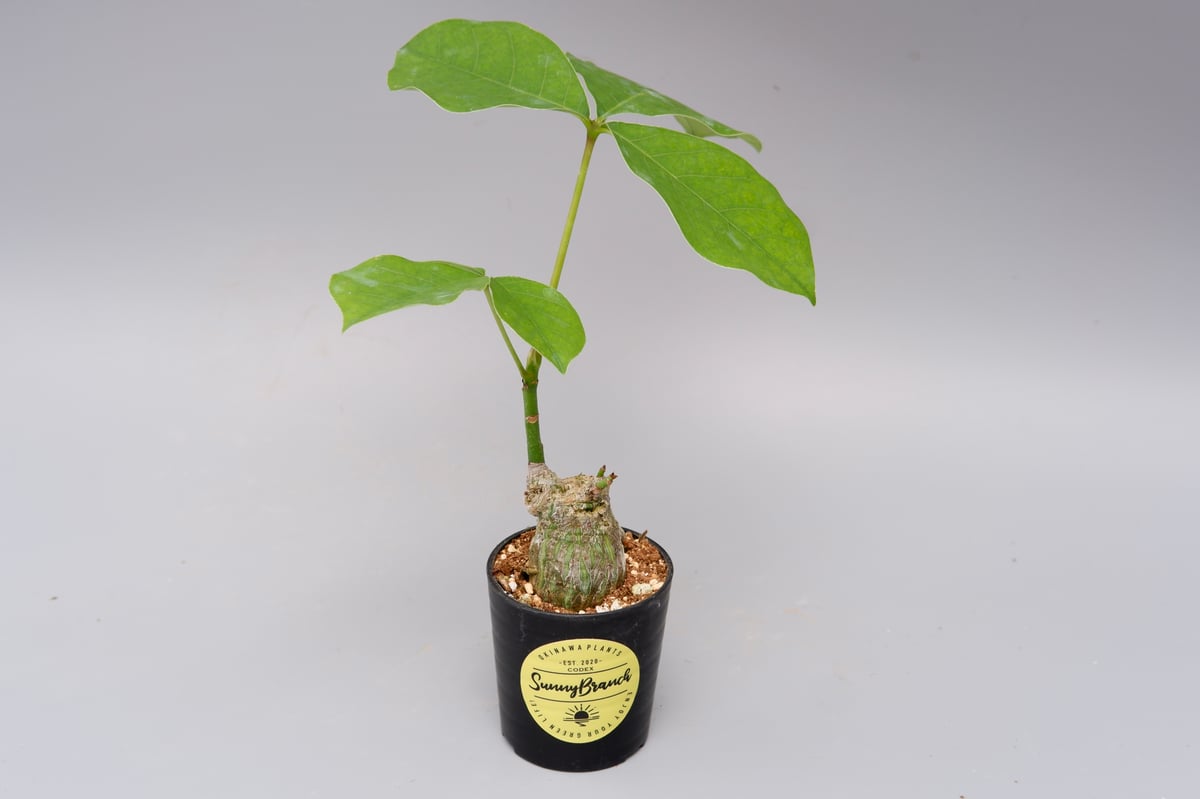 プセウド ボンバックス 013 Pseudobombax ellipticum | Sunny