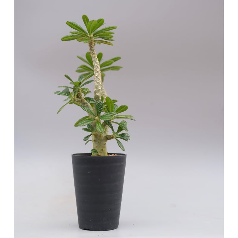 ドルステニア ギガス045 Dorstenia gigas | Sunny Branch