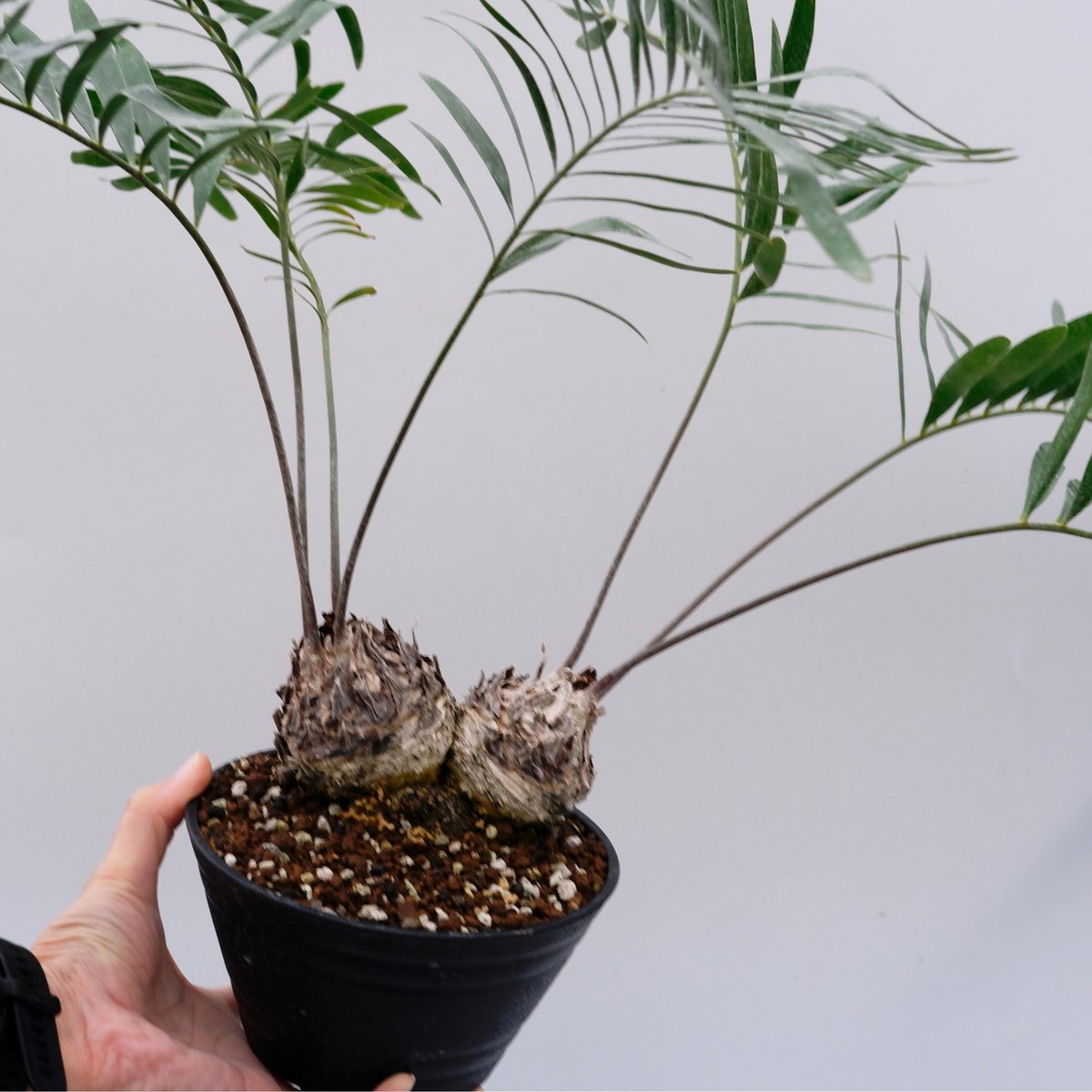 ザミア フロリダーナ2頭 002 Zamia floridana 蘇鉄 | Sunny Branch ザミア フロリダーナ2頭 002 Zamia floridana 蘇鉄 | Sunny Branch