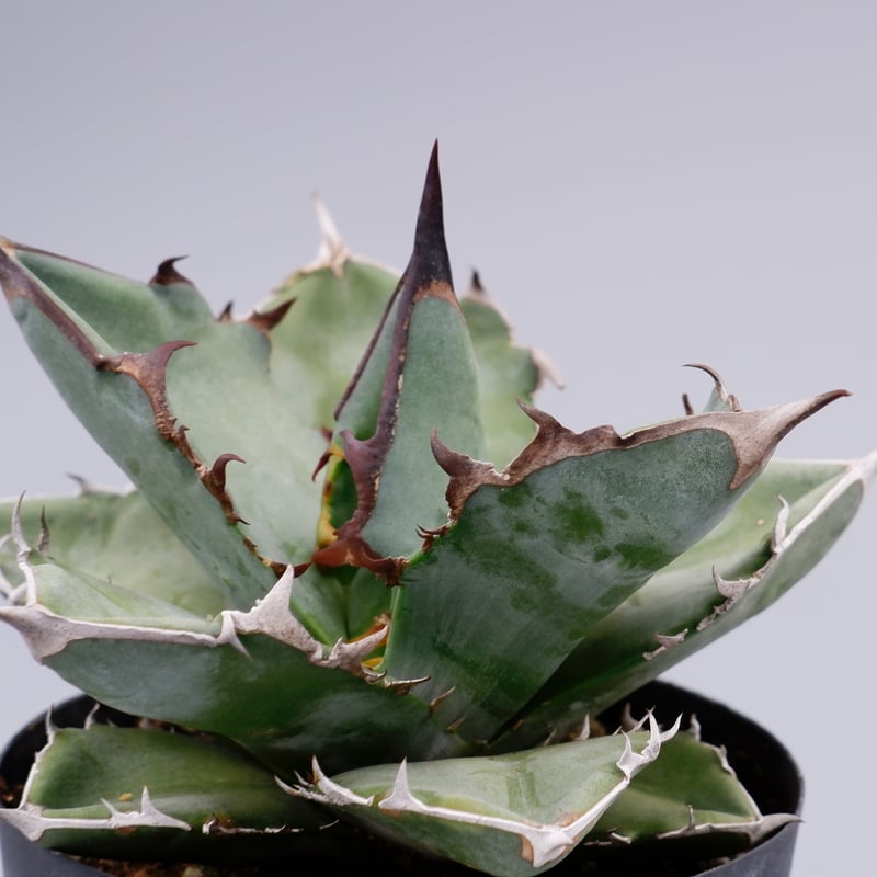 アガベ　チタノタ　NOVA アガベ チタノタ ドワーフ 003 Agave titanota 'Dwarf' | Sunn